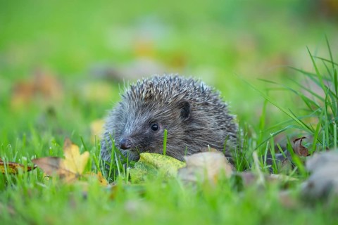 European hedgehog (Erinaceus europaeus) adult animal amongst fallen autumn leaves on a garden lawn,