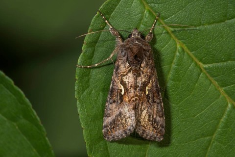Owl moth (Caloptusia hohenwarthi) resting on a leaf, Baden-Württemberg, Germany, Europe