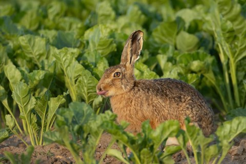 Brown hare (Lepus europaeus) adult animal humourously sticking its tongue out in a farmland sugar