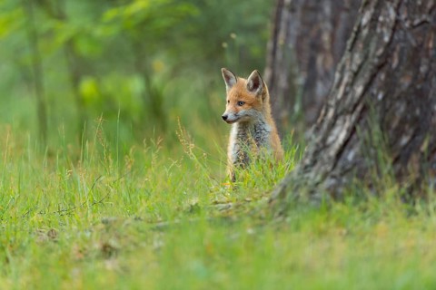 Red fox (Vulpes vulpes), young fox standing in the green forest, surrounded by grass and trees and