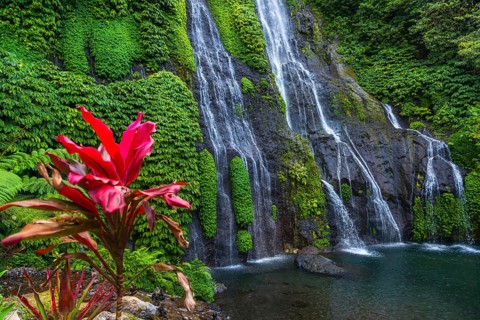 Banyumala twin waterfalls, club lily (Cordyline fructosia), tropical plant, flower, red, waterfall,