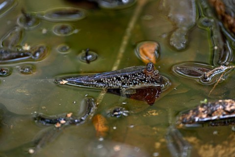 Atlantic mudskipper (Periophthalmus barbarus), Loango National Park, Parc National de Loango,