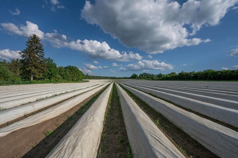 Asparagus field covered with white foil (Asparagus), cloudy sky, Middle Franconia, Bavaria,