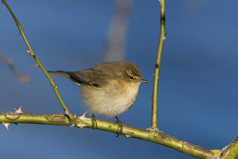 A chiffchaff (Phylloscopus collybita) sitting on a thorny branch against a blue sky, Hesse,