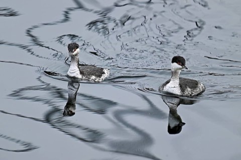 Two Slavonian grebes (Podiceps auritus), adult, in their winter plumage, swimming in Lake Zug,