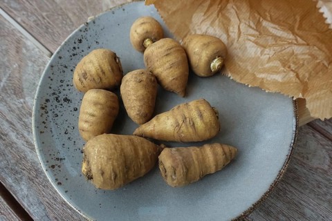 Chaerophyllum bulbosum (Chaerophyllum bulbosum), chervil turnip, chervil bulb, healthy root,