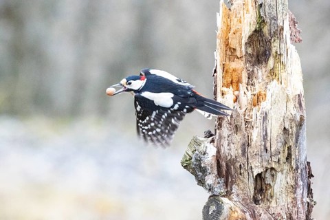 Great spotted woodpecker (Dendrocopus major) ml Germany