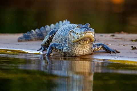 Spectacled caiman (Caiman crocodilius) Pantanal Brazil