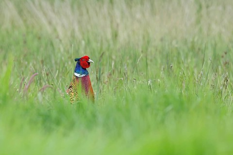 Pheasant, hunting pheasant (Phasianus colchicus), adult male bird in a meadow, lifts its head out