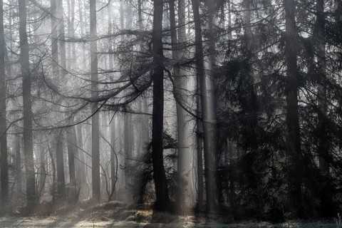 Fog in the coniferous forest, Emsland, Lower Saxony, Germany, Europe