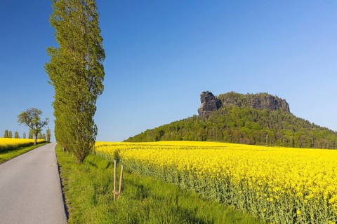 Table mountain Lilienstein surrounded by flowering rape fields (Brassica napus) and poplar avenue
