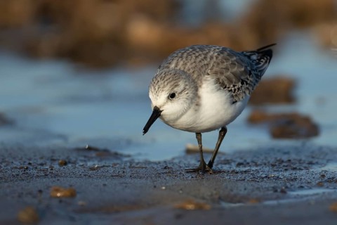 Sanderling (Calidris alba) adult wading bird in winter plumage searching for food on a beach,