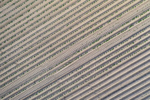 Aerial view of a potato field with ridges and young shoots, Dresden, Saxony, Germany, Europe