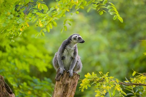 A ring-tailed lemur (Lemur catta) stands high up on a branch of tree with fresh green leafs