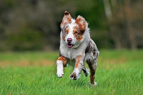 Australian Shepherd, Aussie, breed of herding dog from the United States running in meadow