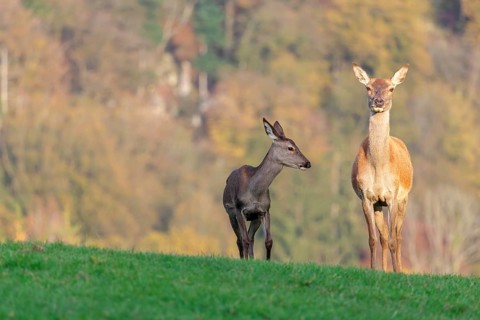 An adult red deer hind (Cervus elaphus) and a calf are standing in a meadow in the beautiful