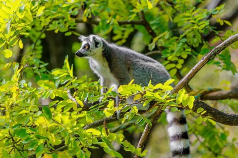 A ring-tailed lemur (Lemur catta) sits high up in a tree on a branch between fresh green leaves