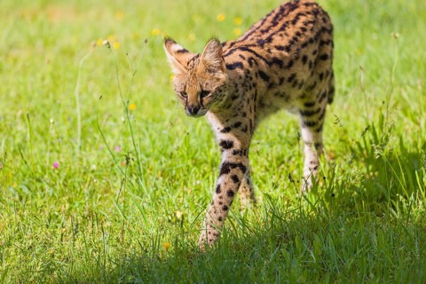 An adult serval, Leptailurus serval, runs across a green meadow