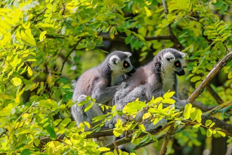 Two ring-tailed lemurs (Lemur catta) sit high up in a tree on a branch between fresh green leaves