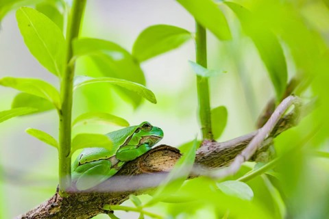 A European tree frog (Hyla arborea) rests on a twig of a bush