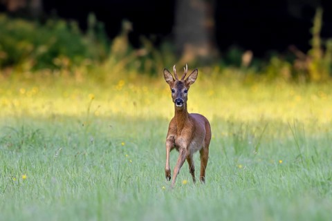 Fleeing European roe deer (Capreolus capreolus) buck, male running through grassland at forest edge