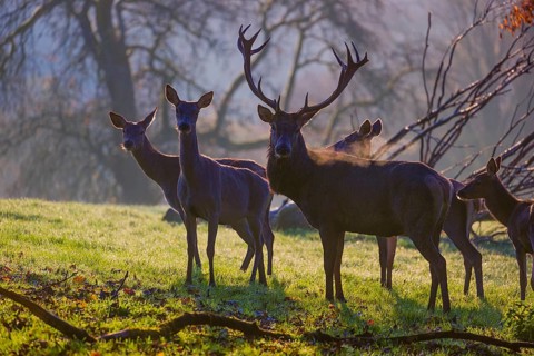 A herd of red deer hind and a stag (Cervus elaphus) stand backlit on a meadow. Early morning light