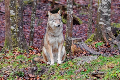 An adult female grey wolf (Canis lupus lupus) sits at the edge the forest on an overcast day
