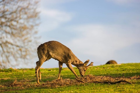 A roebuck (Capreolus capreolus) sweeps his antlers on the ground