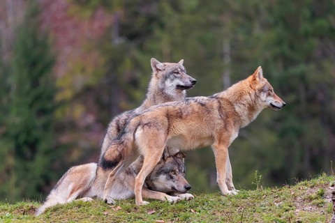 An adult male and a female eurasian grey wolf (Canis lupus lupus) stand on green meadow on top of a