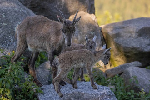 One adult female ibex (Capra ibex) standing on a rock with her two babies next to her. Some rocks