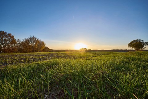 Landscape, grass, fields, trees, sunset, backlight of the sun, frog perspective, Hanstedt in der