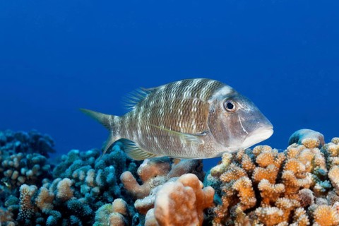 Big-headed snapper (Lethrinus genivittatus), swimming over coral reef, Tuamotu Archipelago, French