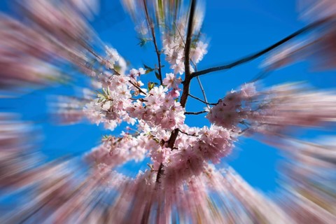 Japanese Cherry, Oriental Cherry, Japanese Cherry Tree, Japanese Blossom Cherry Tree (Prunus
