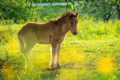 Icelandic horse in a pasture. Foal, brown colour. Evening, golden hour, backlight. Germany