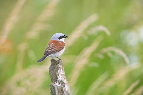 Red-backed shrike (Lanius collurio) ml Germany