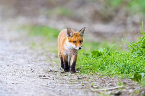 Fox (Vulpes vulpes) puppy Germany