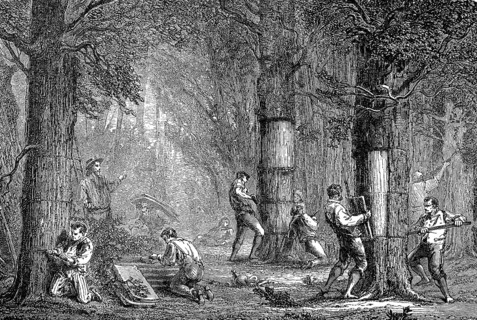 The peeling of the cork oak in Algeria, in 1880, Historical, digital reproduction of an original
