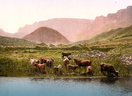 Cattle drinking water from a loch in Scotland, c. 1890, Historic, digitally restored reproduction