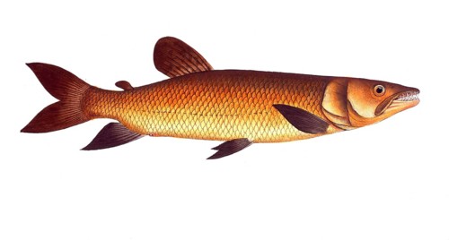 Fish, Fishes, Salmon family, Salmo odoe, Hepsetus odoe, African pike characin, Historical,