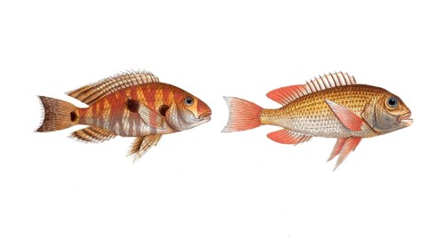 Fish, fish, left: Family of sea bream, Sparus surinamensis, the surinamese Brassem, the gilt-head