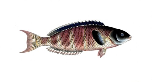Fish, Fish, Genus of Wrasse, Labrus lunaris, Historical, digitally restored reproduction from a