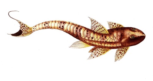 Fish, Pisces, Loricaria maculata, the spotted armoured fish, The maculated Cuirassier, Historical,