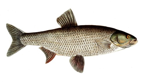 Fish, Fish, Genus of carp fish, Cyprinus Aspius, Leuciscus aspius, Asp or Schied, Asp, Historical,