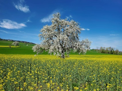 Flowering pear tree (Pyrus communis), standing in a field of flowering rape, Beinwil, Freiamt,