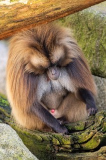 Gelada (Theropithecus gelada) sitting on a tree trunk, captive, Germany, Europe