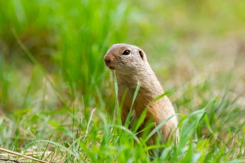 European ground squirrel (Spermophilus citellus) on a meadwo, Bavaria, Germany, Europe