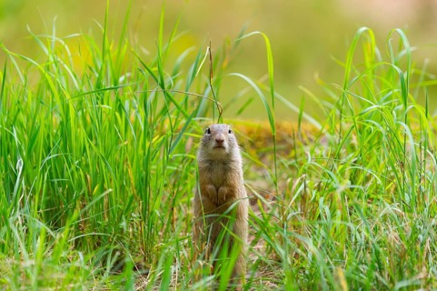 European ground squirrel (Spermophilus citellus) on a meadwo, Bavaria, Germany, Europe