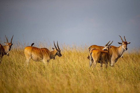 Eland (Tragelaphus oryx) Masai Mara Kenya