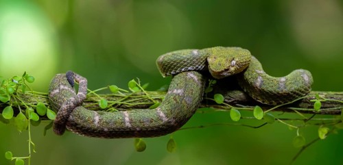 Griffin-tailed lance adder (Bothriechis schlegelii), green variety, sitting on a branch, Heredia