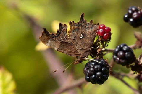 Comma butterfly (Polygonia c-album) adult insect feeding on a blackberry fruit in the summer,